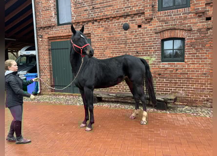 Oldenburger, Stute, 8 Jahre, 178 cm, Dunkelbrauner