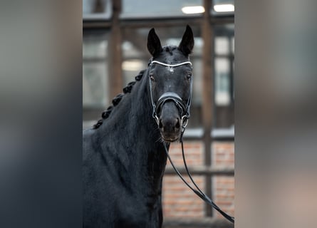 Oldenburger, Stute, 8 Jahre