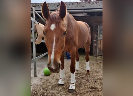 Oldenburger, Stute, 9 Jahre, 163 cm, Fuchs