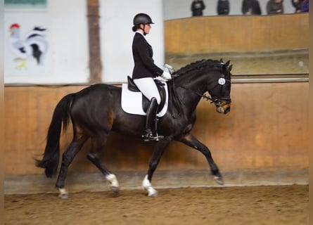 Oldenburger, Stute, 9 Jahre, 165 cm, Brauner