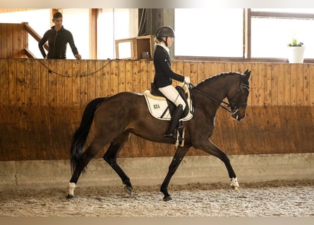 Oldenburger, Stute, 9 Jahre, 165 cm, Dunkelbrauner