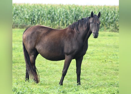 Oldenburger, Stute, 9 Jahre, 165 cm, Rappe