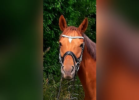 Oldenburger, Stute, 9 Jahre, 166 cm, Fuchs