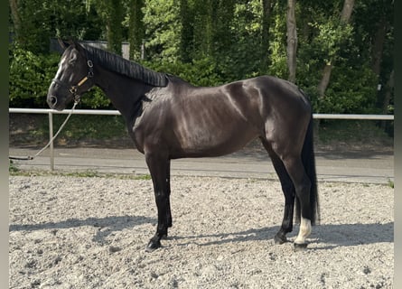 Oldenburger, Stute, 9 Jahre, 166 cm, Rappe