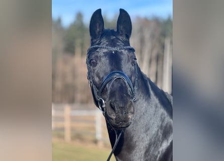 Oldenburger, Stute, 9 Jahre, 166 cm, Rappe