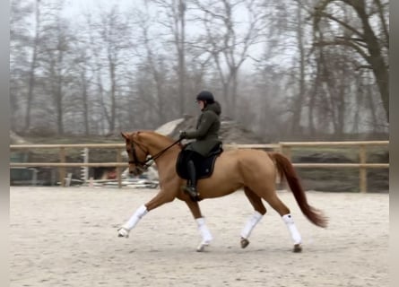 Oldenburger, Stute, 9 Jahre, 170 cm, Dunkelfuchs
