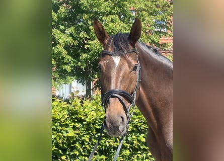 Oldenburger, Stute, 9 Jahre, 170 cm, Dunkelfuchs