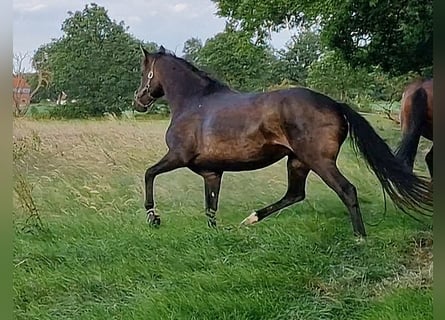 Oldenburger, Stute, 9 Jahre, 172 cm, Dunkelbrauner