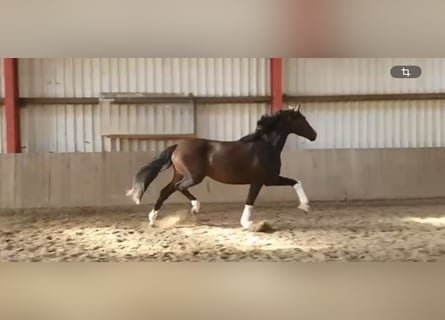 Oldenburger, Stute, 9 Jahre, 173 cm, Dunkelbrauner