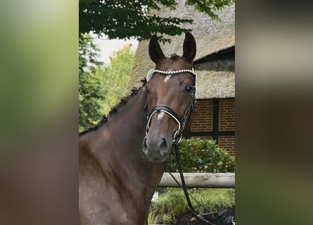 Oldenburger, Stute, 9 Jahre, 173 cm, Dunkelfuchs