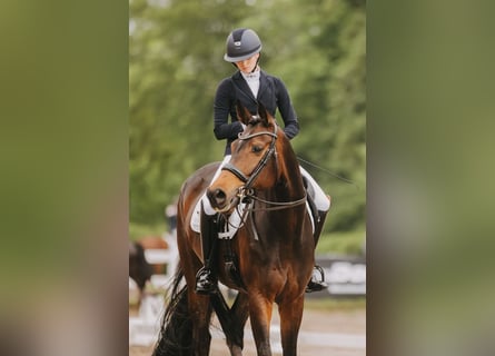 Oldenburger, Stute, 9 Jahre, 176 cm, Dunkelbrauner