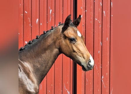 Oldenburger, Stute, Fohlen (03/2026), 168 cm, Brauner