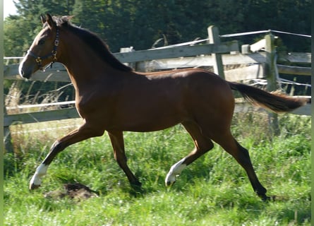 Oldenburger, Stute, Fohlen (02/2025), 169 cm, Brauner