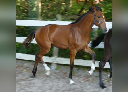 Oldenburger, Stute, Fohlen (03/2025), 170 cm, Brauner