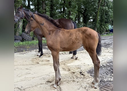 Oldenburger, Stute, , 172 cm, Dunkelbrauner