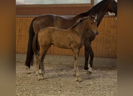 Oldenburger, Stute, , 172 cm, Dunkelbrauner