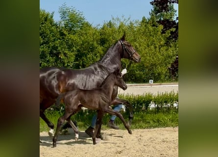 Oldenburger, Stute, Fohlen (06/2025), 175 cm