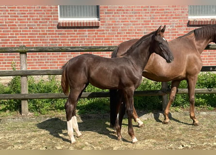 Oldenburger, Stute, Fohlen (04/2024), Dunkelfuchs