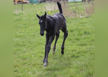 Oldenburger, Stute, Fohlen (04/2026), Rappe