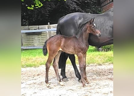 Oldenburger, Stute, Fohlen (05/2025), Schwarzbrauner
