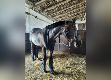 Oldenburger, Wallach, 10 Jahre, 162 cm, Dunkelbrauner