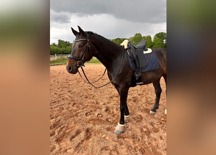 Oldenburger, Wallach, 10 Jahre, 163 cm, Dunkelbrauner