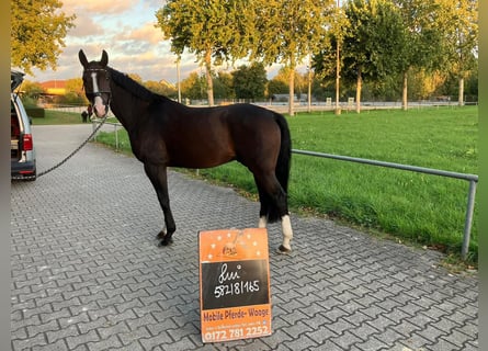 Oldenburger, Wallach, 10 Jahre, 166 cm, Brauner