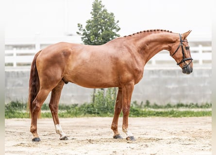 Oldenburger, Wallach, 10 Jahre, 169 cm