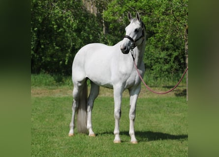 Oldenburger, Wallach, 10 Jahre, 172 cm, Schimmel