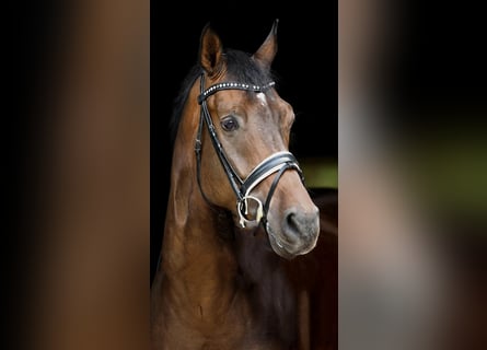 Oldenburger, Wallach, 10 Jahre, 173 cm, Dunkelbrauner