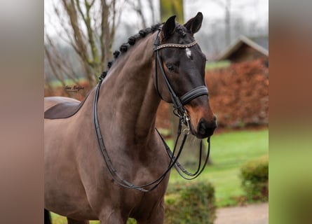 Oldenburger, Wallach, 10 Jahre, 174 cm, Schwarzbrauner
