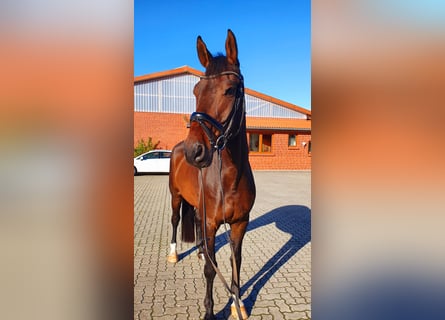 Oldenburger, Wallach, 10 Jahre, 176 cm, Dunkelbrauner