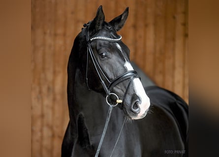 Oldenburger, Wallach, 10 Jahre, 176 cm, Rappe