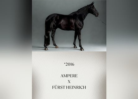 Oldenburger, Wallach, 10 Jahre, Rappe