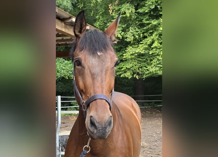 Oldenburger, Wallach, 11 Jahre, 170 cm, Brauner