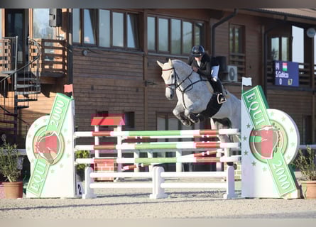 Oldenburger, Wallach, 12 Jahre, 170 cm, Schimmel
