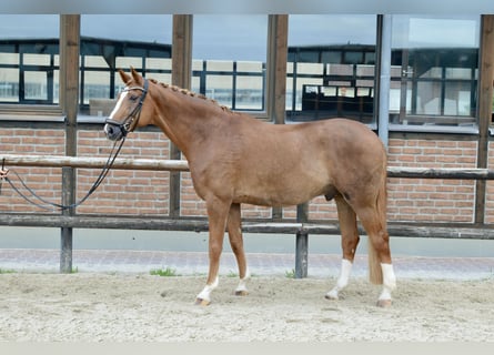 Oldenburger, Wallach, 12 Jahre, 172 cm, Fuchs