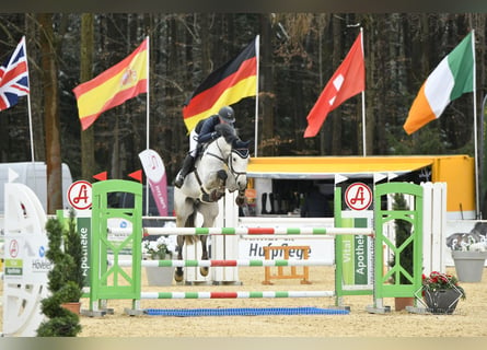 Oldenburger, Wallach, 12 Jahre, 175 cm, Schimmel