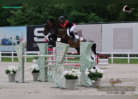 Oldenburger, Wallach, 14 Jahre, 172 cm, Rotbrauner