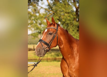 Oldenburger, Wallach, 14 Jahre, 173 cm, Dunkelfuchs