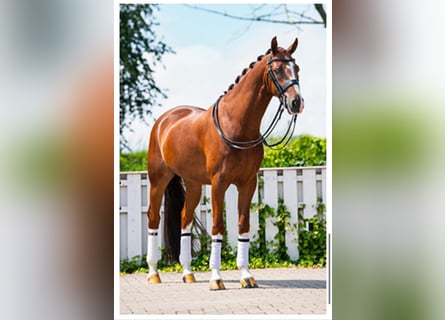 Oldenburger, Wallach, 15 Jahre, 163 cm, Dunkelfuchs