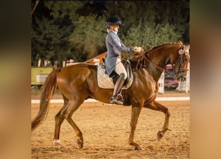 Oldenburger, Wallach, 15 Jahre, 170 cm, Dunkelfuchs