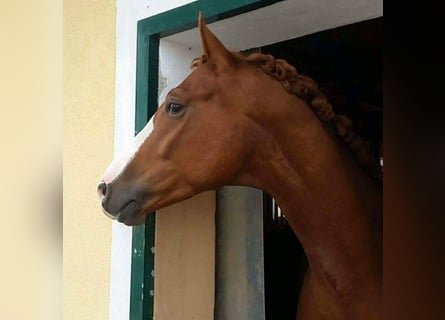 Oldenburger, Wallach, 15 Jahre, 170 cm, Fuchs