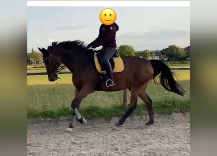 Oldenburger, Wallach, 16 Jahre, 172 cm, Dunkelbrauner