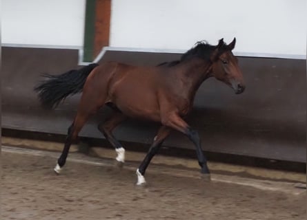 Oldenburger, Wallach, 1 Jahr, 168 cm, Brauner