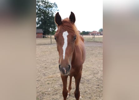 Oldenburger, Wallach, 1 Jahr, Dunkelfuchs