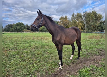 Oldenburger, Wallach, 2 Jahre, 160 cm, Brauner