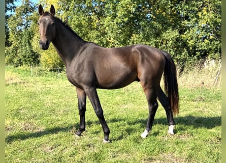Oldenburger, Wallach, 2 Jahre, 164 cm, Dunkelbrauner