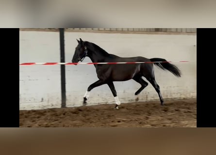 Oldenburger, Wallach, 2 Jahre, 168 cm, Rappe