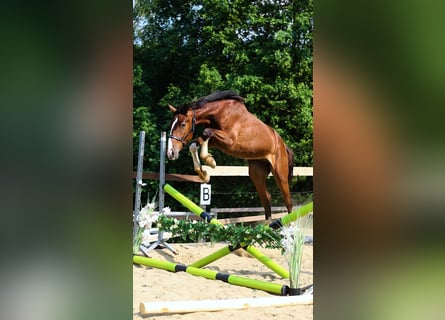 Oldenburger, Wallach, 2 Jahre, 168 cm, Rotbrauner